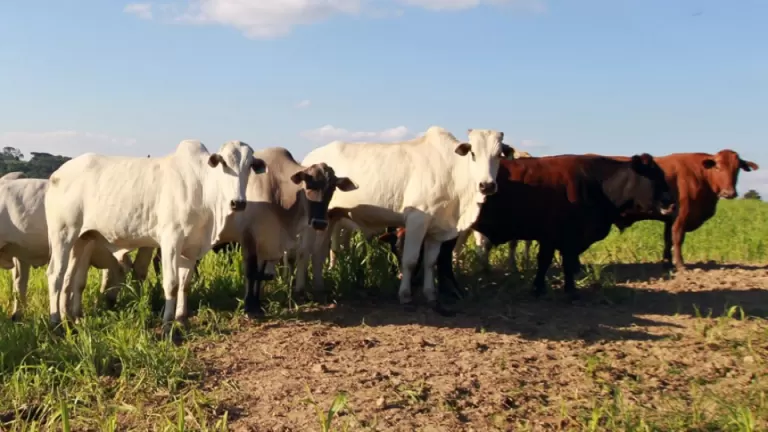 Casos de raiva no Oeste e Sudoeste exigem cuidados redobrados nas propriedades