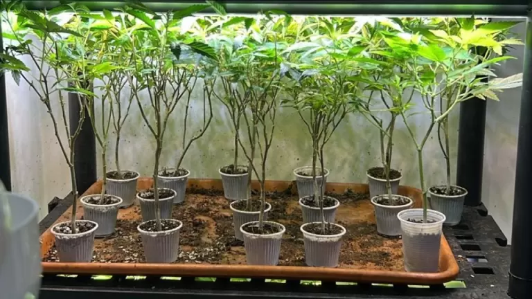 Operação Estufa: 50 vasos com plantas de maconha são apreendidos em Curitiba