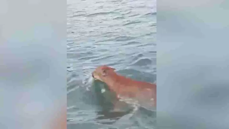 Onças-pardas são flagradas nadando no Rio Iguaçu, no sudoeste do Paraná; veja o vídeo