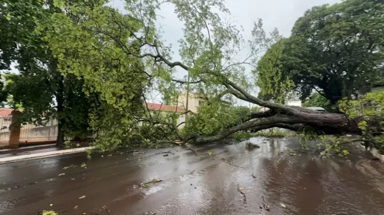 Vento e chuva fortes atingem Guaíra e derrubam árvores