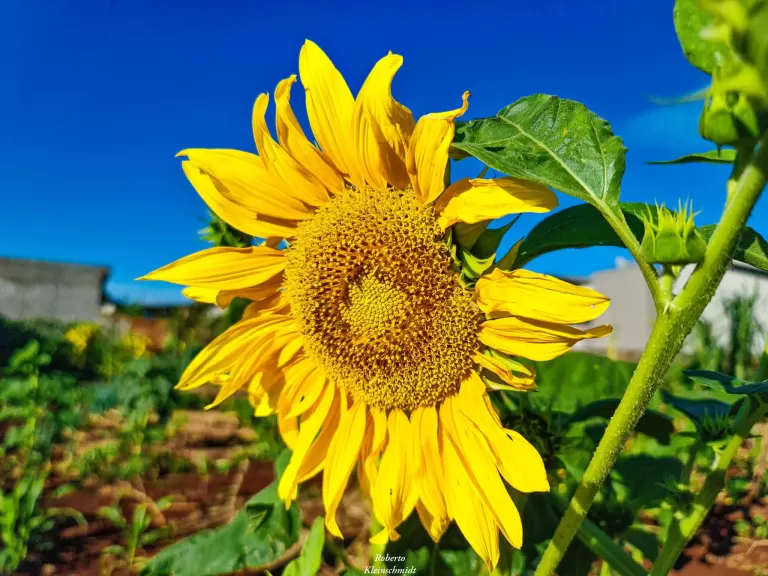 Siga a direção do sol