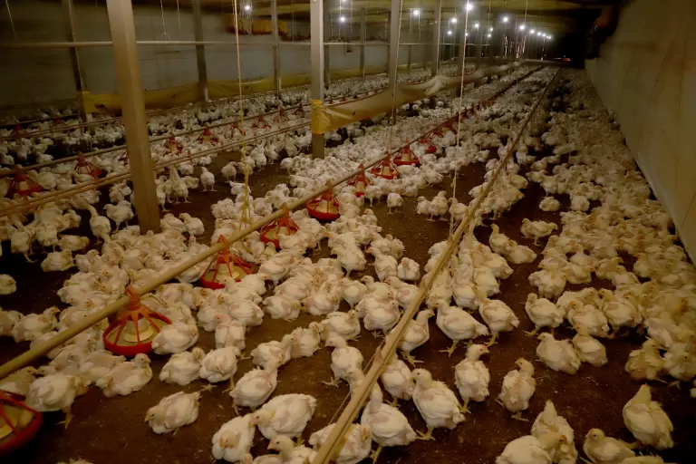 Estado e Seara anunciam R$ 475 milhões para impulsionar cadeia produtiva de frango no Paraná