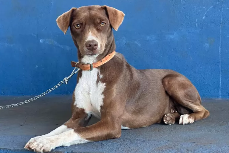 Mutirão do CastraPet Paraná vai passar por 20 municípios em dezembro