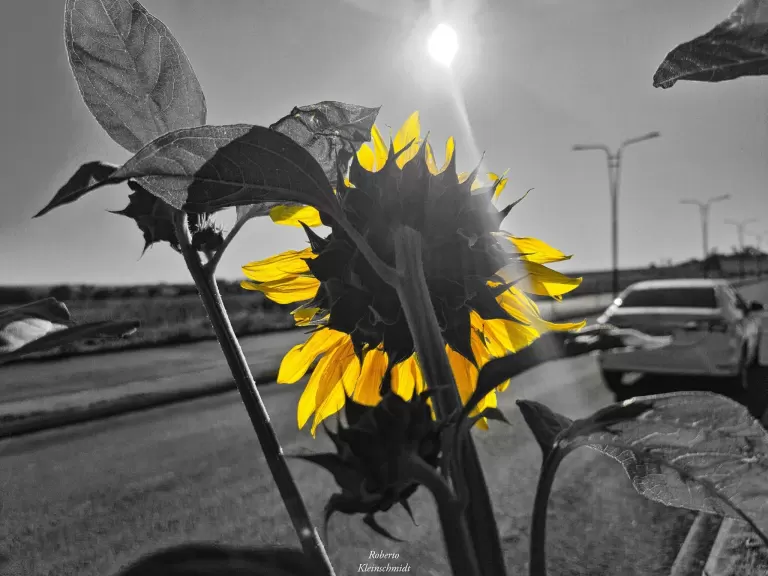 Sentimentos quer florescem