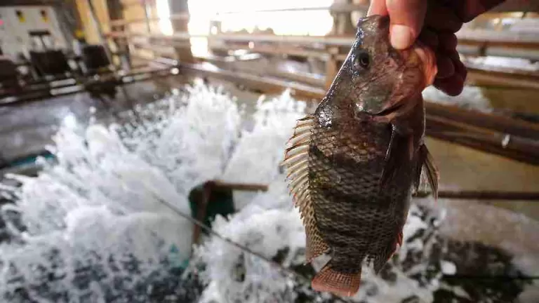 Paraná cria imposto de 22% sobre importação de tilápia para proteger produção local