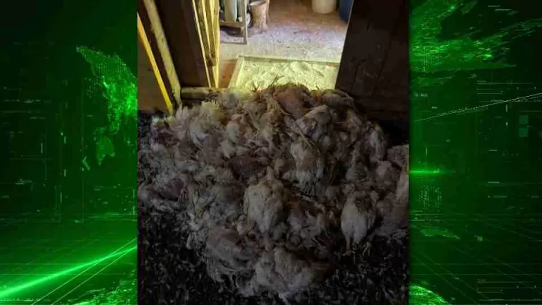 Oscilações de energia provocam morte de cerca de mil aves em Toledo