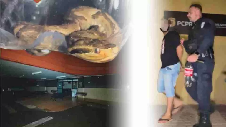 Menina é picada por jararaca, tio se exalta danifica UPA e joga réptil no local