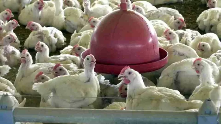China encerra embargo e libera frango do RS após surto sanitário