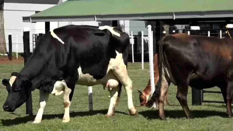 Adapar reforça ações de controle da tuberculose e da brucelose bovina