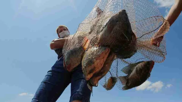 Lei estabelece taxa de 22% sobre tilápia importada e fortalece produção no Paraná
