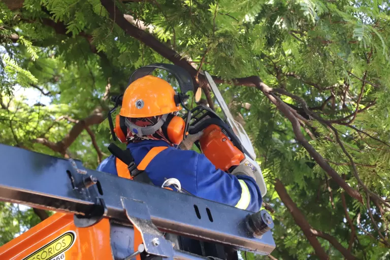 Empresa terceirizada inicia trabalhos de poda de árvores em Marechal Rondon