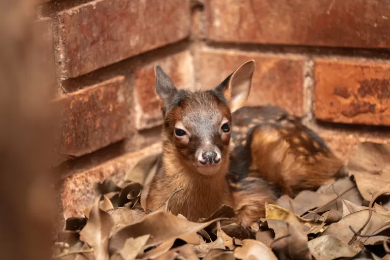 Anta e veado-bororó são primeiros nascimentos do Refúgio Biológico da Itaipu em 2026