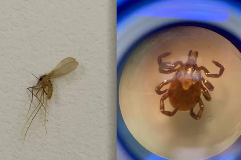 Carrapato e mosquito-palha: Sesa-PR reforça cuidados contra transmissores de doenças