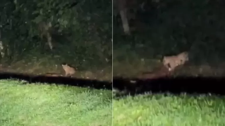 Onça-pintada é vista caçando veado em rodovia do parque das Cataratas do Iguaçu: ‘Raríssimo’, diz especialista