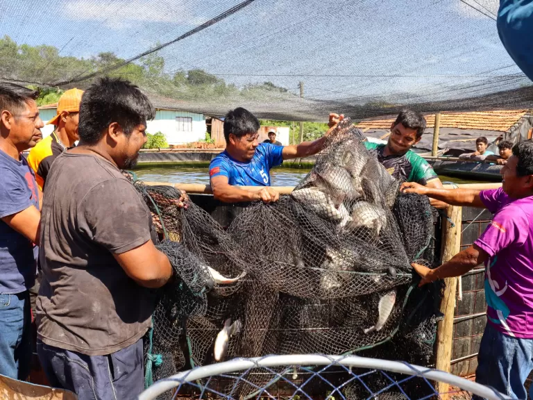 Piscicultura comunitária fortalece autonomia Avá Guarani em Itaipulândia