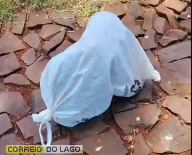 Cão é encontrado amarrado dentro de saco em distrito da região