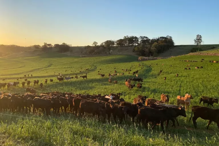 Portaria da Adapar intensifica regras para combate à brucelose e tuberculose bovina no Paraná