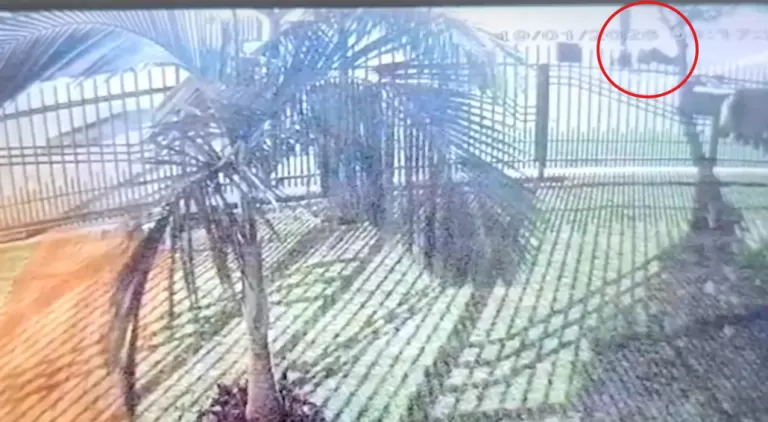 Câmera de segurança flagra ataque fatal em São Pedro do Iguaçu
