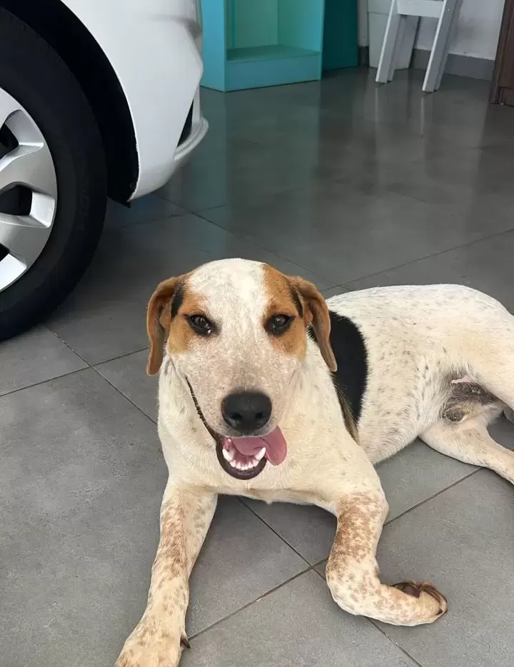 Cão Abacate morre após ser atingido por disparo em Toledo