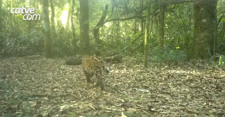 Onça-pintada é flagrada por câmera com dois novos filhotes no Parque Nacional do Iguaçu; veja o vídeo