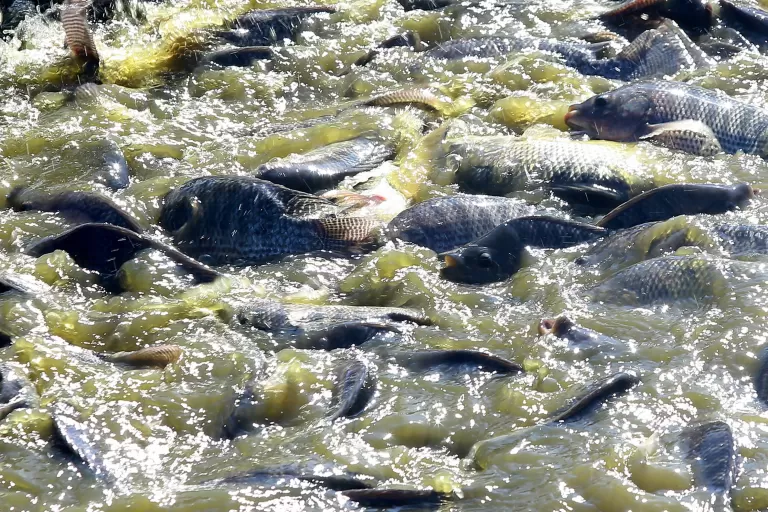 Paraná desonera ICMS de insumo para produção de peixes e semente colorífica de urucum