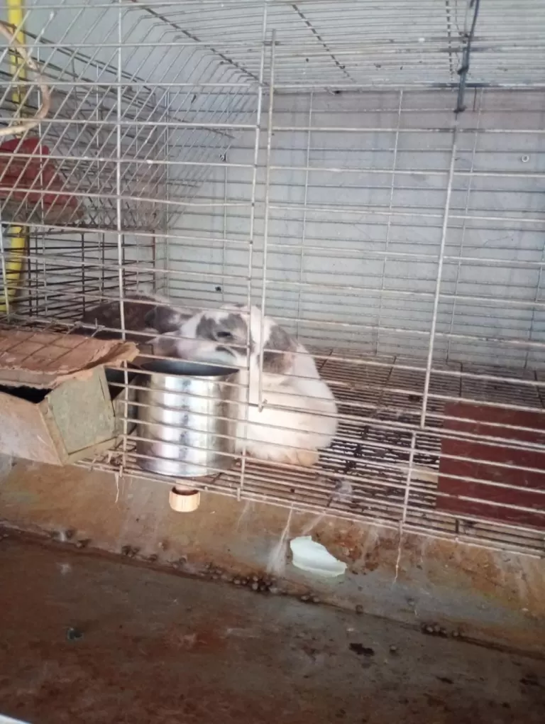 Homem é preso por maus-tratos e abate ilegal de coelhos em Palotina