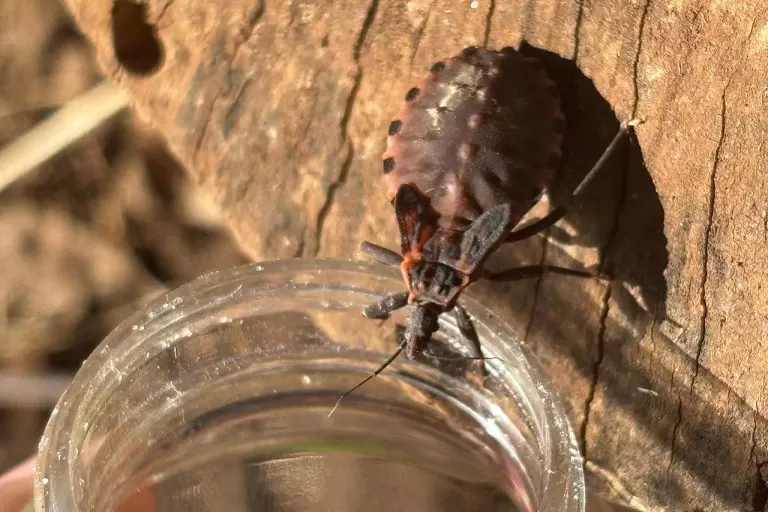 Saúde alerta sobre prevenção contra o bicho-barbeiro para evitar a doença de Chagas