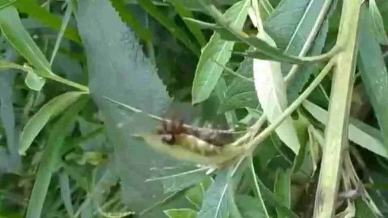 Temporada de lagartas mortais acende alerta em parques e áreas verdes