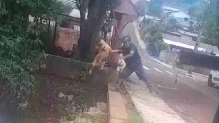 MP denuncia homem por maus-tratos após caso de cachorro arremessado em riacho em Pato Branco