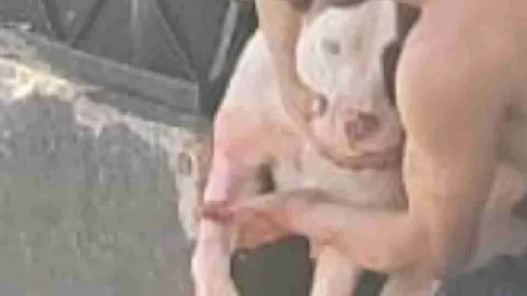 GM atira para conter pitbull durante atendimento de agressão contra mulher em Toledo