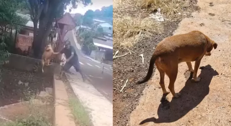 Homem filmado jogando cachorro comunitário em riacho é preso após decisão da Justiça