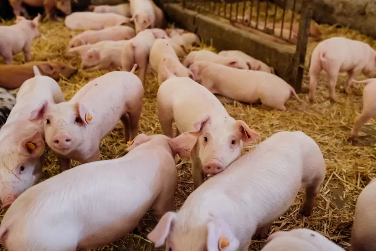 Biopark e Faculdade Donaduzzi levam Inteligência Artificial ao campo