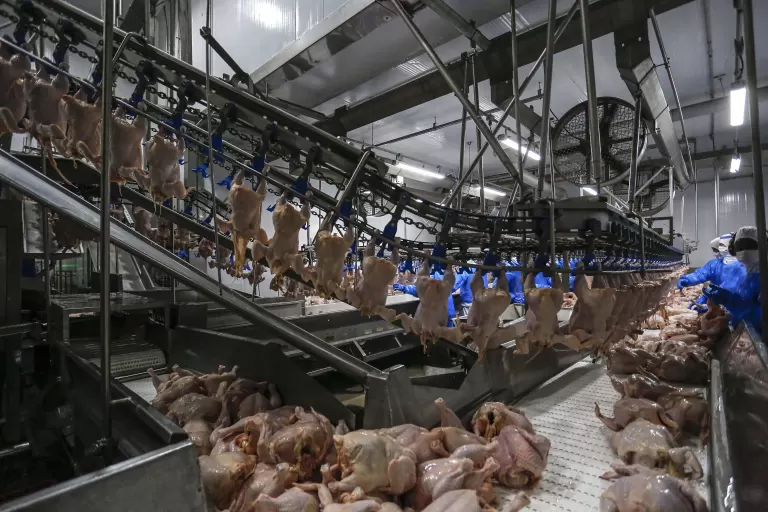 Adapar regulamenta cadastro de empresas para trabalho de inspeção de animais de corte