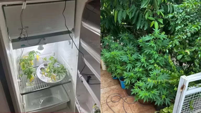 Professor é flagrado com pés de maconha no jardim, na geladeira e em cômodos da casa