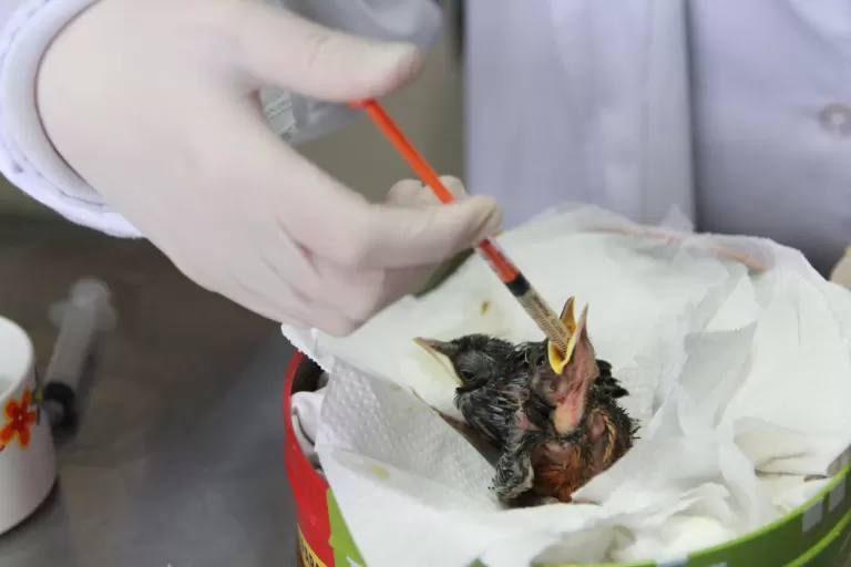 Rede de apoio: atendimento à fauna silvestre aumenta 61,3% em um ano no Paraná