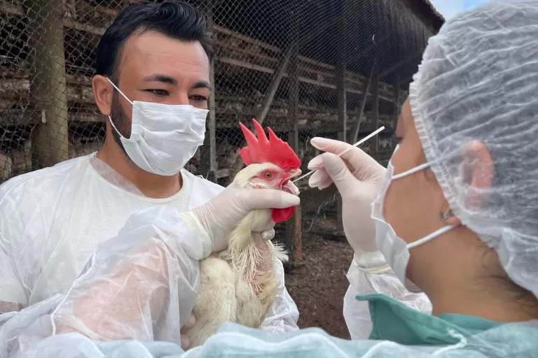 Adapar inicia novo ciclo de vigilância ativa para Influenza Aviária e Doença de Newcastle