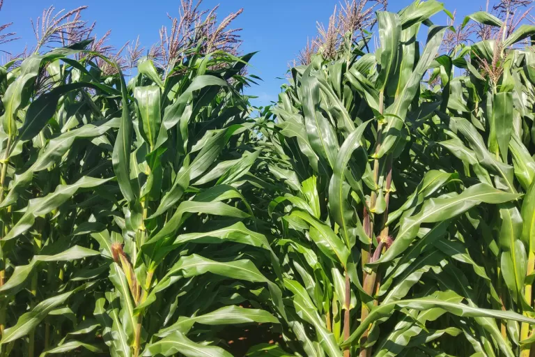 Potencial produtivo: IDR-Paraná lançará cultivar de milho branco no Show Rural 2026