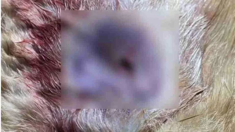 Gato é atingido por disparo de chumbinho e caso revolta moradora em Santa Helena