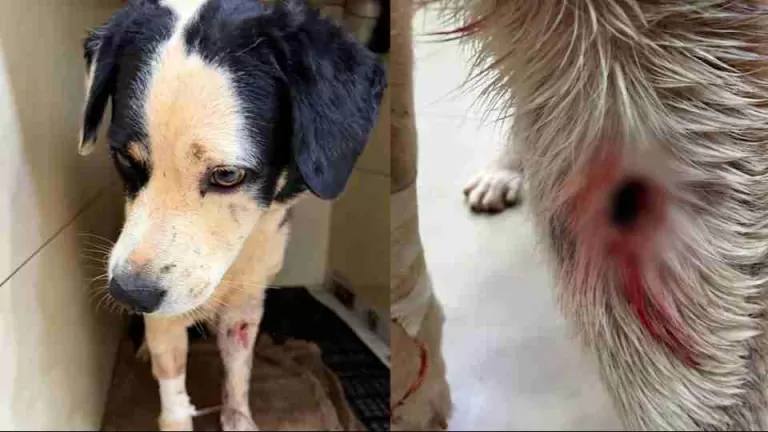 Cão comunitário Rambo é atingido por bala perdida em Toledo