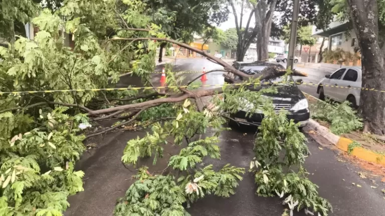 Árvore quebra e cai sobre carro em Guaíra