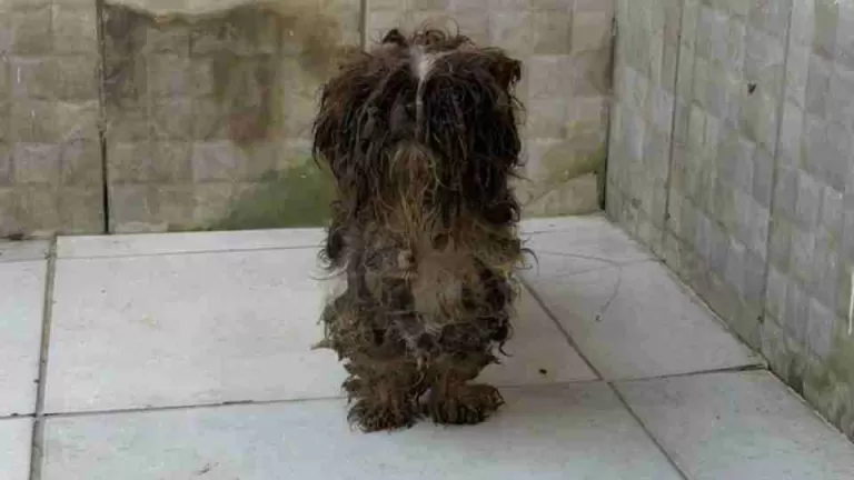 80 animais são resgatados em situação de maus-tratos no Paraná