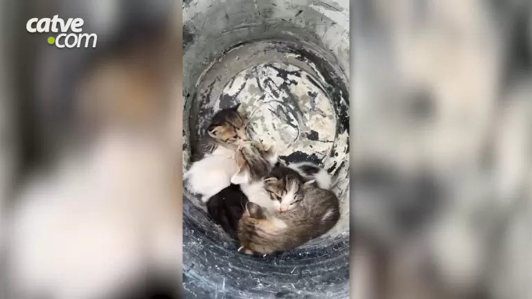 Filhotes de gatos são abandonados dentro de balde em Toledo