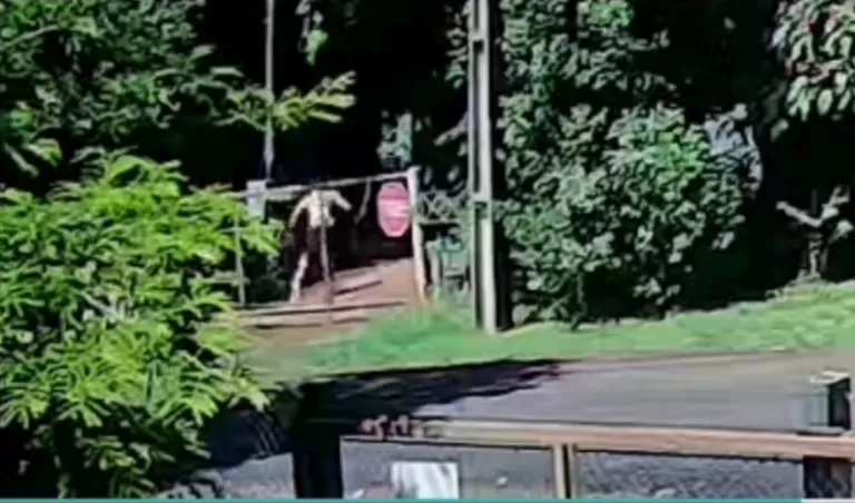 Vereador Juca divulga vídeo e repercute ato de violência animal contra o cão “Mancha”