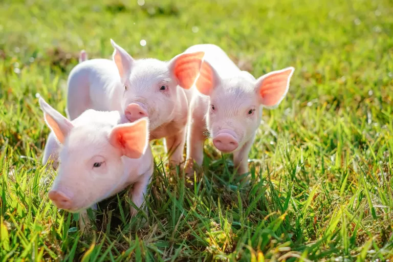 Parceria da C.Vale com Frimesa impulsiona produção leiteira e suinícola no Paraná e Mato Grosso do Sul