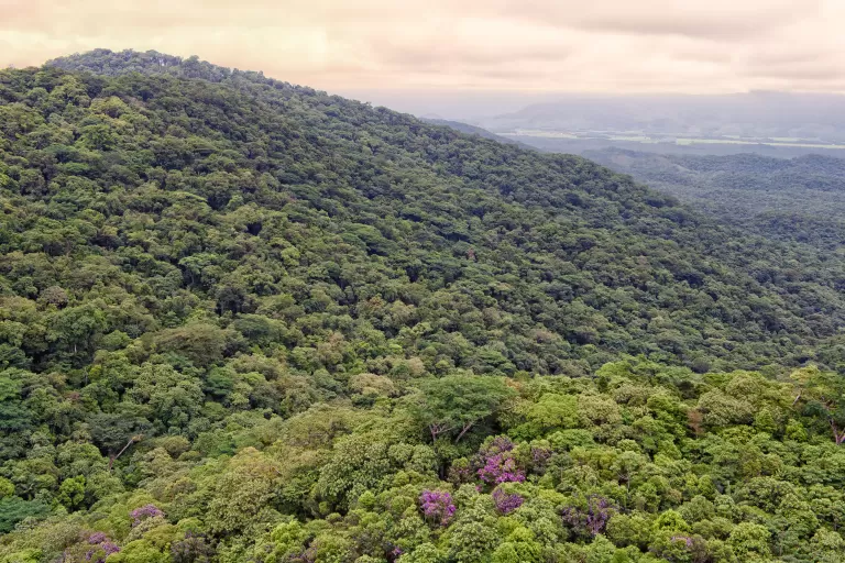 Paraná é um dos quatro estados do Brasil a contar com Plano de Ação Climática