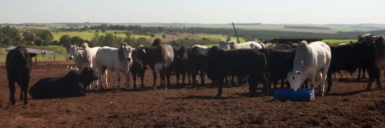 Planejamento e gestão garantem eficiência em fazendas de pecuária de corte