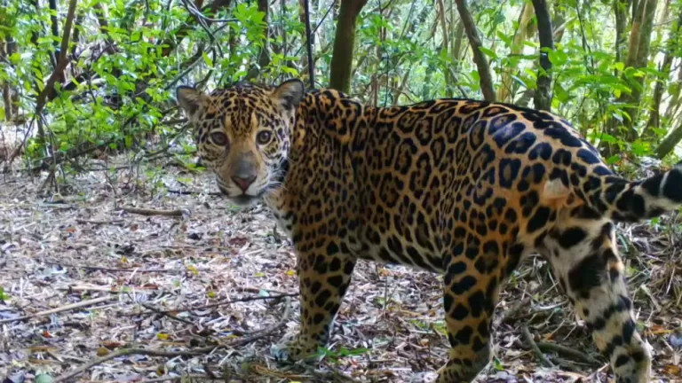 Parque das Cataratas do Iguaçu registra recorde de filhotes de onça-pintada; pesquisadores alertam que nem todos devem sobreviver