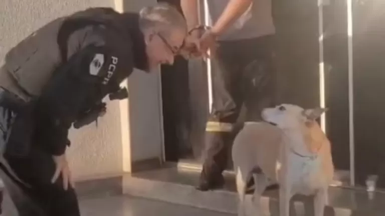 Delegado interrompe condução de preso para cumprimentar cachorro comunitário e gentileza viraliza