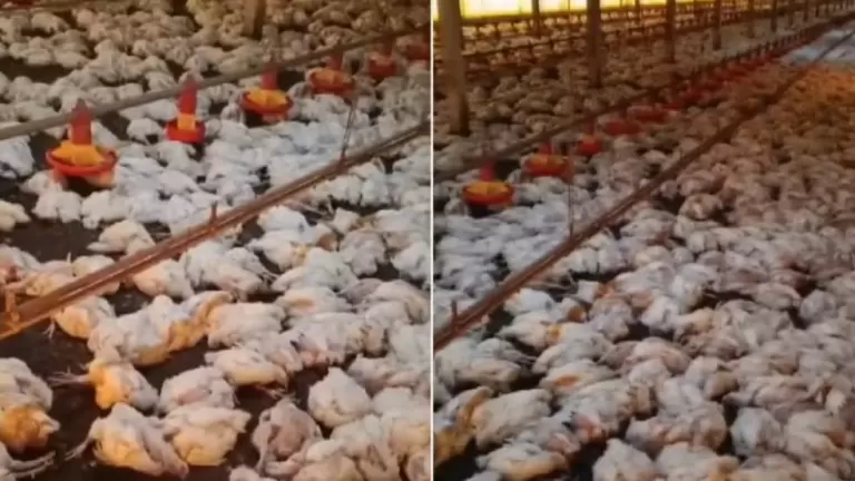 Produtor rural convive com apagões e prejuízos enquanto Copel registra lucro bilionário