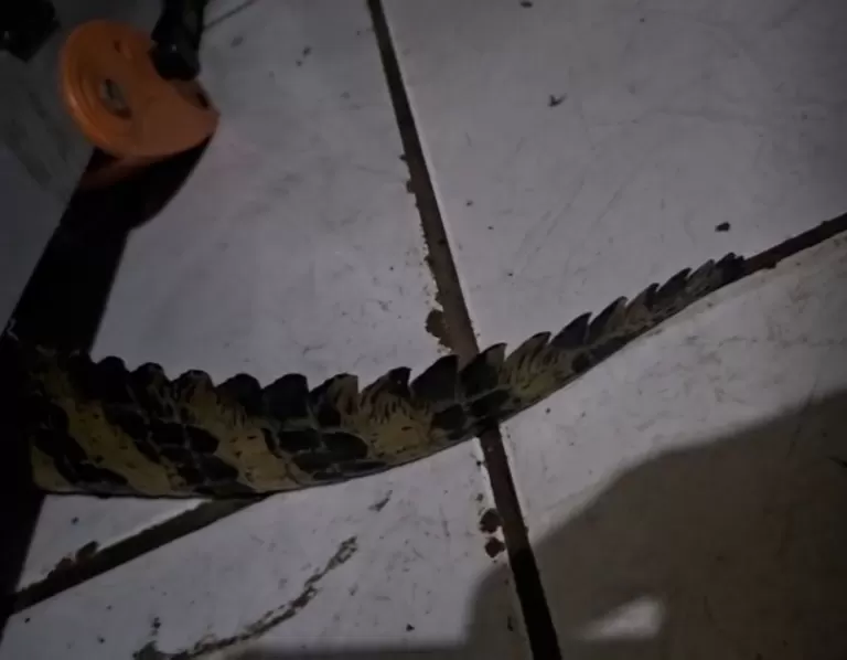 Jacaré é capturado dentro de casa em Guaíra